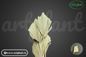 Frunze palmier mini natur