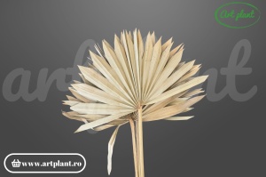 Frunze Palmier Soare Natur