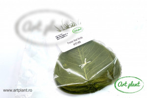 Frunze Voal Verde - Img 2