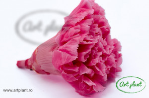 Garoafa criogenata swite pink - Img 1