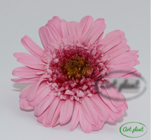 Gerbera Stabilizată Roz - Img 2