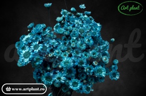 Glixia blue (G)