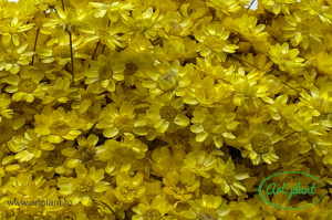 Glixia Lime - Img 4