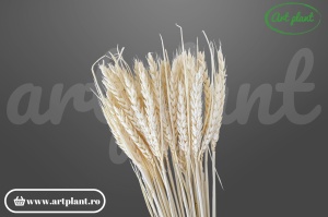 Grâu triticum alb natur (G)