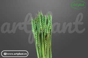Grau verde