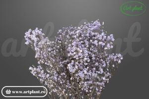 Gypsophila criogenată Lila