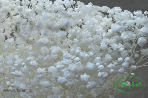 Gypsophila Criogenată Pure White - Img 3