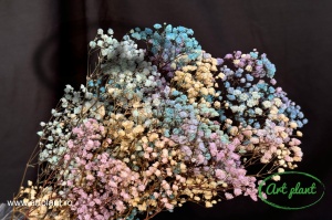 Gypsophila Criogenată Rainbow Blue - Img 1