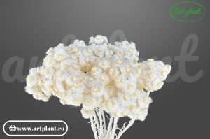 Helichrysum italian alb