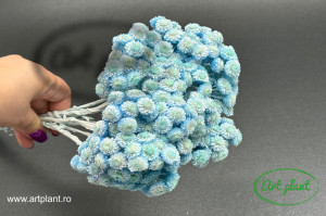 Helichrysum italian blue turchese - Img 2