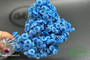 Helichrysum italian blu - Img 2