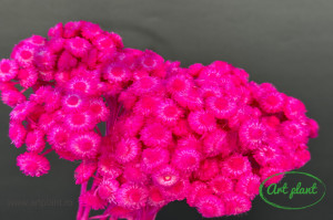Helichrysum italian fuchsia - Img 2