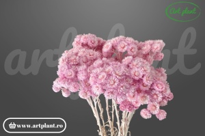 Helichrysum italian roz somon