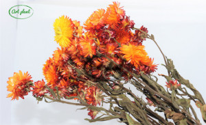 Helichrysum Orange - Img 2