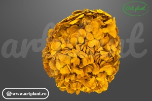 Hortensie stabilizată galben ocru Yel03, diametru 18–25 cm, origine Ecuador, Art Plant