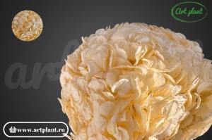 Hortensie Criogenata Champagne CHA99 XL - Img 2