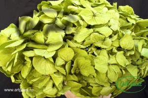 Hortensie Criogenata Green Pistachio Premium