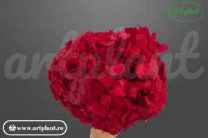 Hortensie Criogenata Rosu Red02 XL