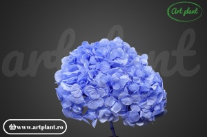 Hortensie Criogenata Violet Vio89 XL