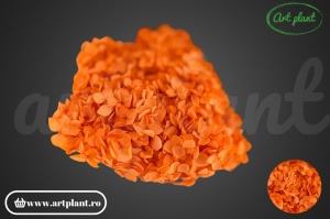 Hortensie dark orange