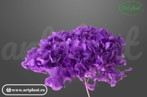 Hortensie Mov-Lila