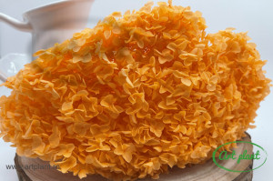 Hortensie Orange