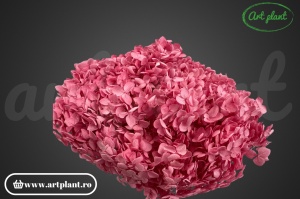 Hortensie Pink - Img 2