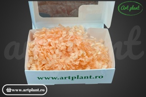 Hortensie Stabilizată Light Peach - Img 2