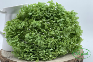 Hortensie Verde
