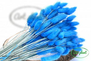 Lagurus blue