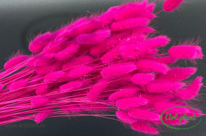 Lagurus fuchsia inchis - Img 2