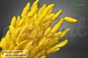 Lagurus galben - Img 2