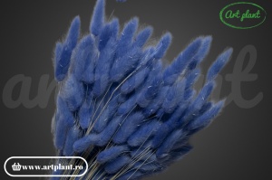Lagurus lavanda (G) - Img 3