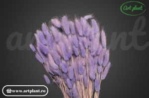 Lagurus lavanda