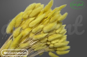 Lagurus light yellow