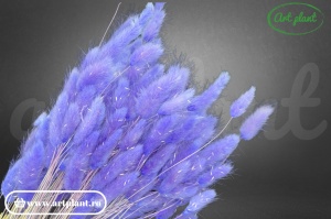 Lagurus mov lavanda