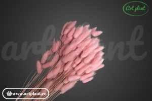 Lagurus rosa tenue - Img 3