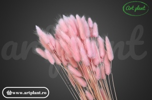 Lagurus rosa tenue