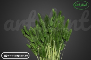 Lagurus verde inchis