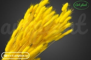 Lagurus yellow (G)