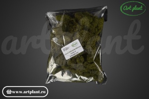 Licheni stabilizati Medium Green C - Img 2
