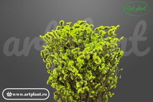 Limonium Sinensis Stabilizat Verde