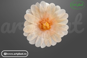 Margarete criogenate peach