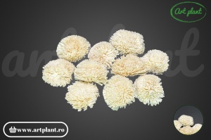 Ming Crizantemă natur 6 cm