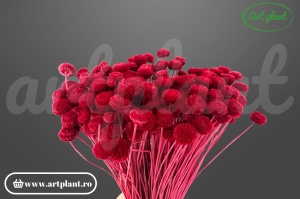 Mini Amarelino Burgundy