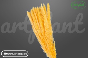 Mini pampas portocaliu
