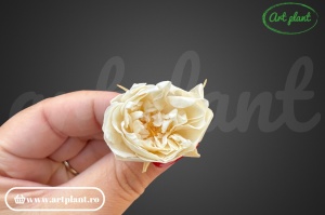 Mini Rose Green Ice