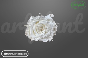 mini rose romantic stabilizate ivory flori naturale pentru decor