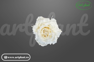 Mini Rose Romantic stabilizate light beige 12 buc flori naturale Ecuador stabilizare ecologică Art Plant