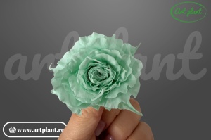 Mini Rose Romantic stabilizate Mint